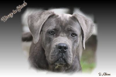 Étalon Cane Corso - Uathéna (Sans Affixe)