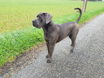 Étalon Cane Corso - Olya for russian tradition