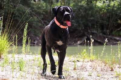 Étalon Cane Corso - Sinnan Il Guardiano Bella