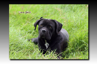 Étalon Cane Corso - Uxor du Gilwesk