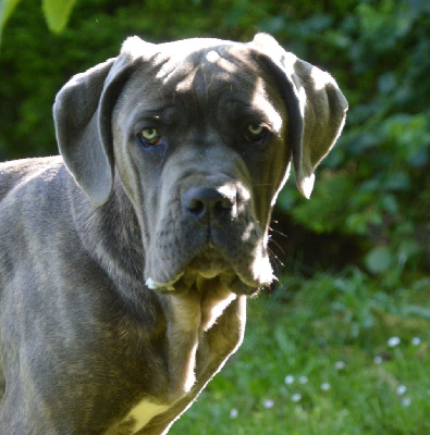 Étalon Cane Corso - Urby Guardiani di divani