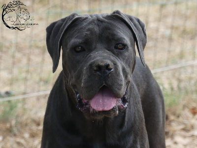 Étalon Cane Corso - Umbella Des Guerriers Du Fenua