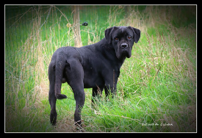 Étalon Cane Corso - Tyson Du Règne De Malaudrea