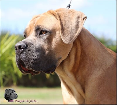 Étalon Cane Corso - Umbro du temple de jade