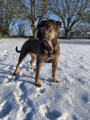 Étalon Cane Corso - Orev D'Urkya Rhéa