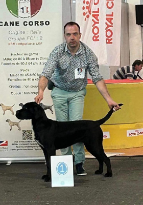 Étalon Cane Corso - Una rosa negra Du Domaine De Nimba