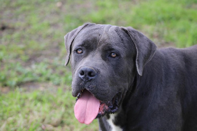 Étalon Cane Corso - Uppercut du Domaine Des Terres Noires