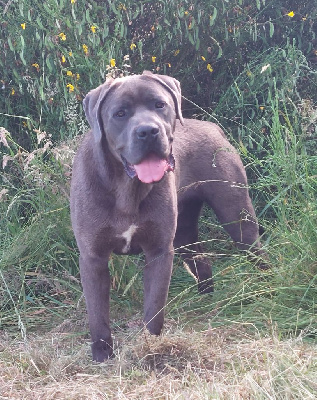 Étalon Cane Corso - Ubero Des Guerriers Du Fenua