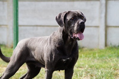 Étalon Cane Corso - Sara Des Quatre Pattes De La Sensée