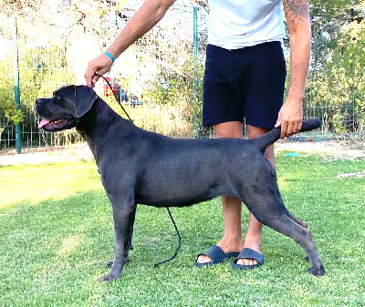 Étalon Cane Corso - Urtaca des Gardiens de Maelys