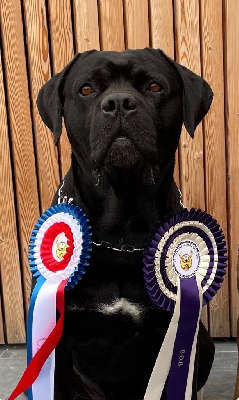 Étalon Cane Corso - Orus Des Jardins De Vinci