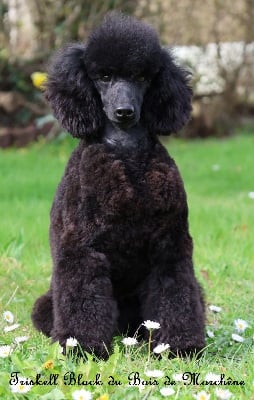 Étalon Caniche - Triskell black du bois de Morchène