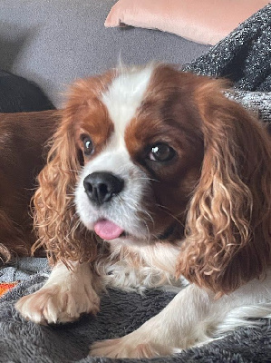 Étalon Cavalier King Charles Spaniel - Ryo de la bergerie d'argent