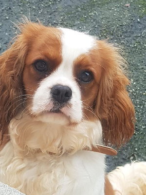 Étalon Cavalier King Charles Spaniel - Una du haut de la Girauderie