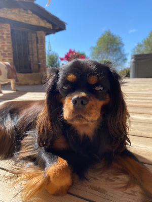 Étalon Cavalier King Charles Spaniel - Scarlet Du Royaume D'Ulysse