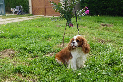 Étalon Cavalier King Charles Spaniel - Prado De la geode