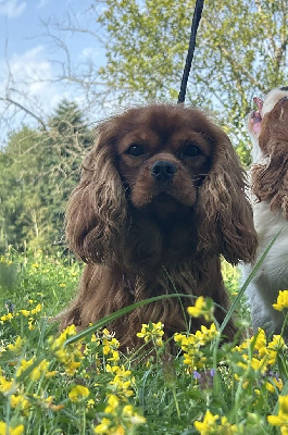 Étalon Cavalier King Charles Spaniel - Univers De la geode