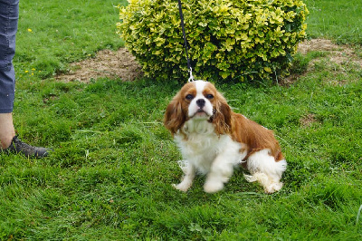 Étalon Cavalier King Charles Spaniel - Uguette des joyaux de savejo