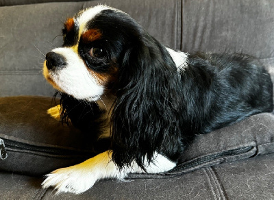 Étalon Cavalier King Charles Spaniel - CH. Sailor moon crystal Des Ames Tourmentées