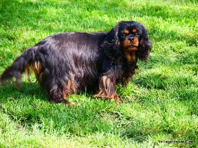 Étalon Cavalier King Charles Spaniel - Gastoon Bully Tahiti maeva