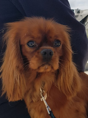 Étalon Cavalier King Charles Spaniel - Uprising little beauty des petits Anges de Sophie