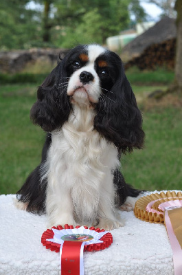 Étalon Cavalier King Charles Spaniel - Taylor Of lovely valley