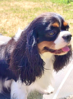 Étalon Cavalier King Charles Spaniel - Scarlett o'hara Du puits des sortileges