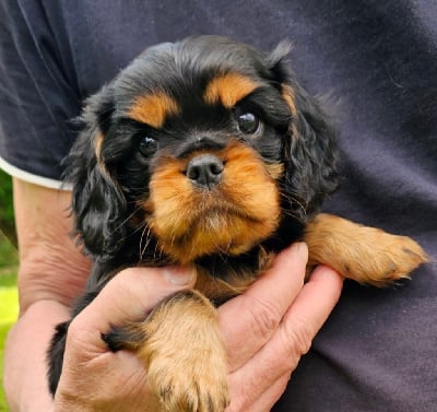 Étalon Cavalier King Charles Spaniel - Victoria velours noir Du Lotus Du Gange