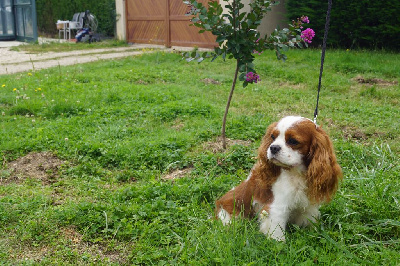 Étalon Cavalier King Charles Spaniel - Opium Du clos de larpege