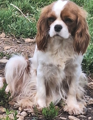 Étalon Cavalier King Charles Spaniel - Ultra chic Du puits des sortileges