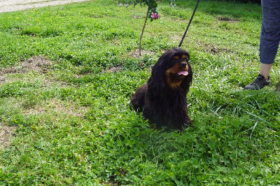 Étalon Cavalier King Charles Spaniel - Phara de Pink'Paradise