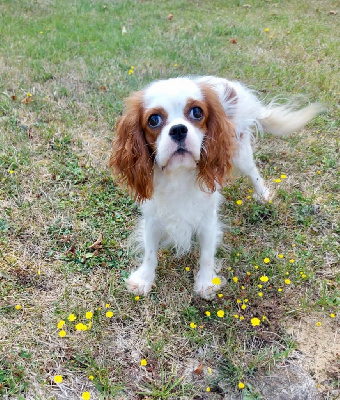 Étalon Cavalier King Charles Spaniel - Toscane du Clos d'elphigny