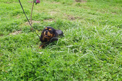 Étalon Cavalier King Charles Spaniel - Ummy De la geode