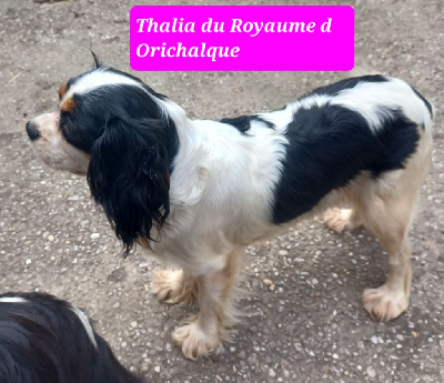 Étalon Cavalier King Charles Spaniel - Thalia du royaume d 'orichalque