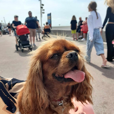 Étalon Cavalier King Charles Spaniel - Twenty two Du Mas Ensoleillé