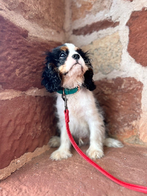 Étalon Cavalier King Charles Spaniel - Very good boy du royaume de Damoiselle