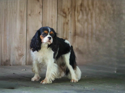 Étalon Cavalier King Charles Spaniel - Tortilla chips Du Paradis D'Eole