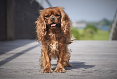 Étalon Cavalier King Charles Spaniel - R'or fatale du règne des flammes