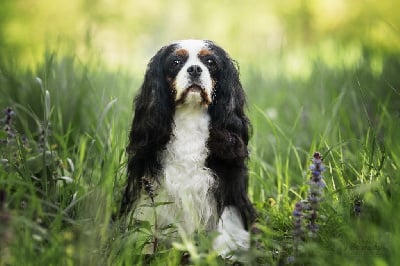 Étalon Cavalier King Charles Spaniel - Ness coffee Du Millésime Champenois