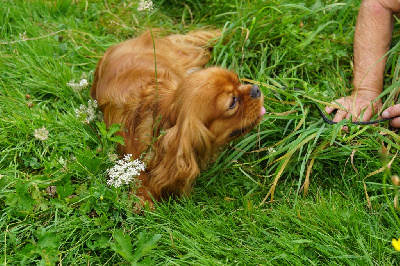 Étalon Cavalier King Charles Spaniel - Tabatta Du clos de larpege