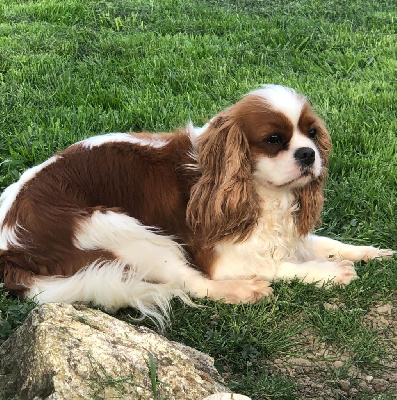 Étalon Cavalier King Charles Spaniel - Rebecca rose des brandes de beaulieu