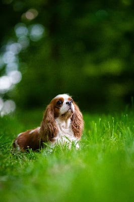 Étalon Cavalier King Charles Spaniel - Remake your dream Des Bouilles Du Bruly