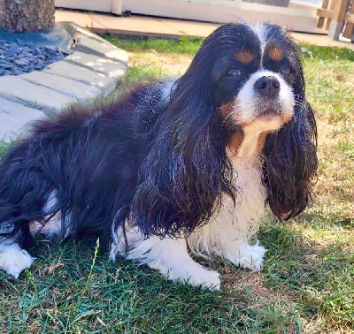 Étalon Cavalier King Charles Spaniel - Phrénite de la bergerie d argent