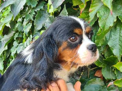 Étalon Cavalier King Charles Spaniel - Tamara de Paline