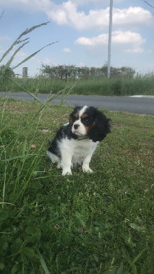 Étalon Cavalier King Charles Spaniel - T'eclair de la Cité d'Hinka