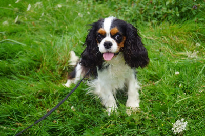 Étalon Cavalier King Charles Spaniel - Hera du moléson