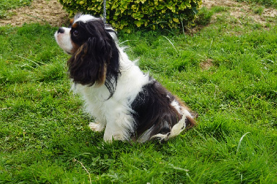 Étalon Cavalier King Charles Spaniel - Uston des joyaux de savejo