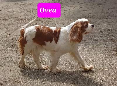 Étalon Cavalier King Charles Spaniel - Ovea de la Gabrière