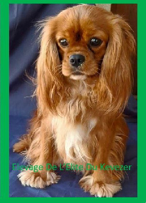 Étalon Cavalier King Charles Spaniel - Slany De L'Elite Du Kevezer