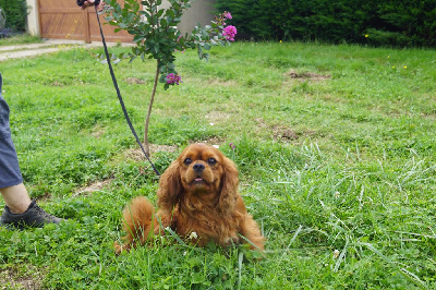 Étalon Cavalier King Charles Spaniel - Thomson de Nais Line